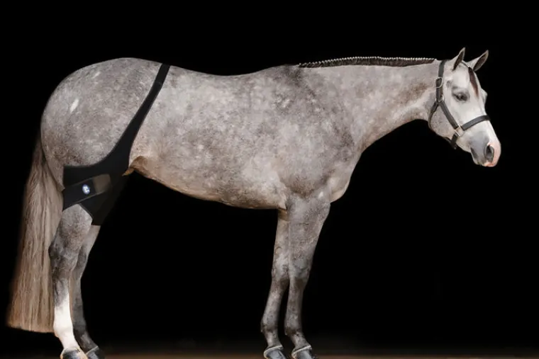 xRfttNac_2.webp Best MACKINNON Ice Horse® Stifle Wraps