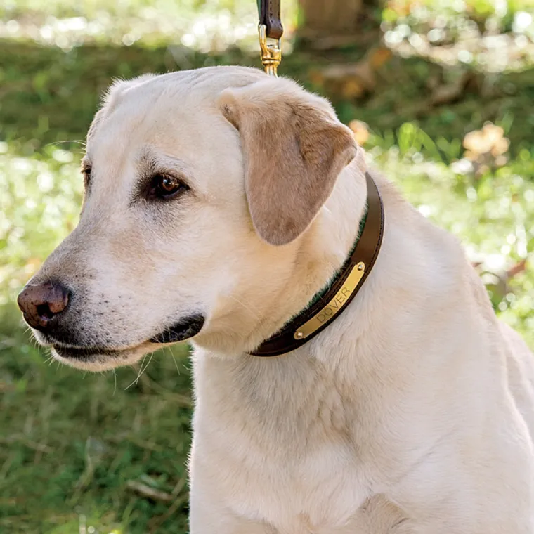 xlbLYJBN_5.webp New PERRIS LEATHER Perri’s® Padded Leather Nameplate Dog Collar