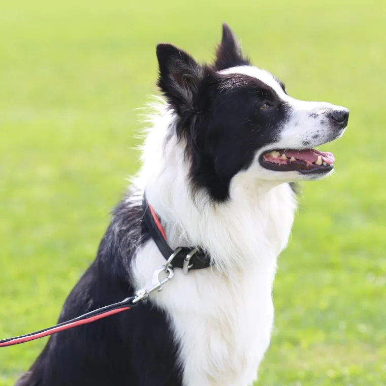 xlbLYJBN_8.webp New PERRIS LEATHER Perri’s® Padded Leather Nameplate Dog Collar