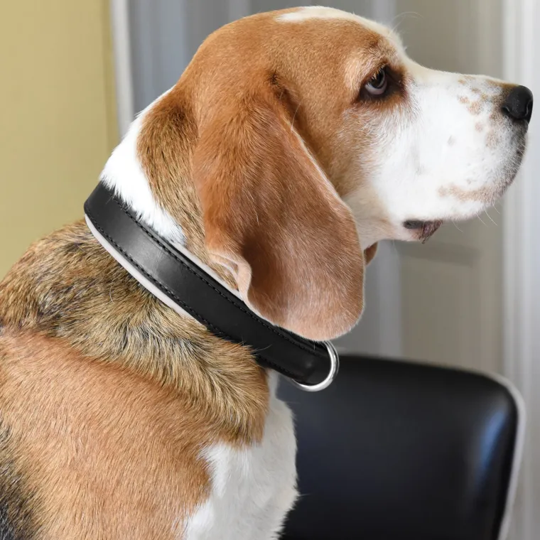 xlbLYJBN_9.webp New PERRIS LEATHER Perri’s® Padded Leather Nameplate Dog Collar