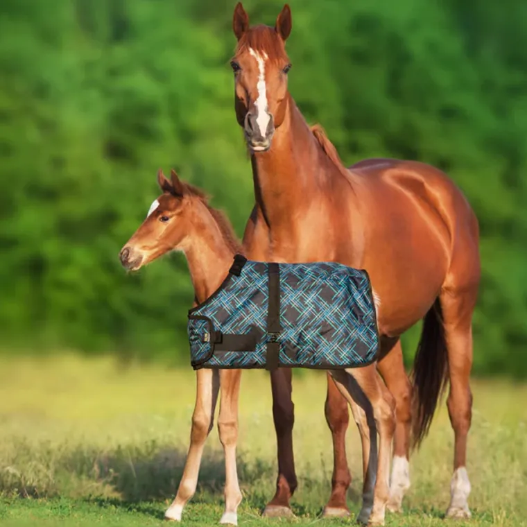 yKuKMqES_2.webp New KENSINGTON ™ Signature Adjustable Small Foal Turnout Blanket